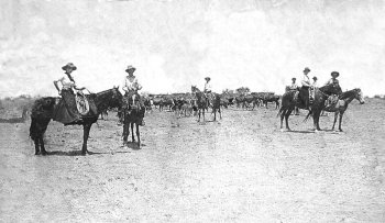 cattledrive.jpg - 19197 Bytes